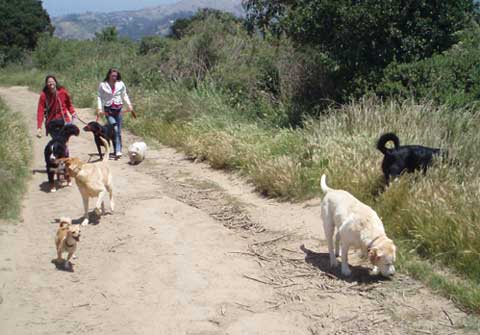 Laurie and Ushuaia walk with their pack on Sausalito’s Ridge Trail